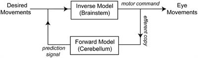 The Macaque Cerebellar Flocculus Outputs a Forward Model of Eye Movement